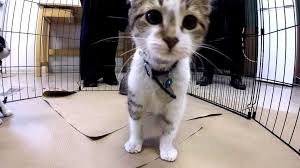 Well i am a pet lover and i have. Free Adoptions Are Offered At 90 Shelters Across Us This Thanksgiving Weekend Abc News
