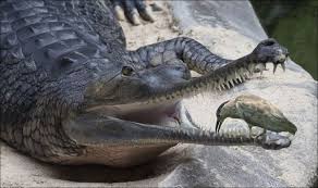 Bird Cleaning Crocodile Teeth Youtube For Crocodiles There Is No Need To Hire A Dentist To Make Their Teeth Clean It Would Be Enough For Them To Open Their Jaws And Unusual Animals Animals Plover