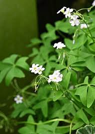 Image result for Oxalis latifolia