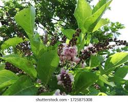 Image result for Millettia dura