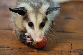 Baby Opossum Eating A Strawberry Baby Opossum Opossum Critter