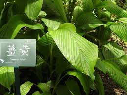 Image result for Curcuma longa