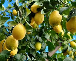 Maybe you would like to learn more about one of these? How To Grow A Lemon Tree Outdoors Mccreesh Trees