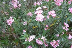 Image result for Nerium oleander