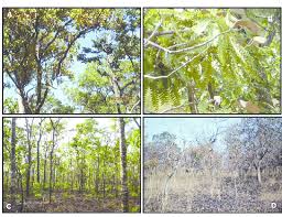 Image result for Bussea xylocarpa