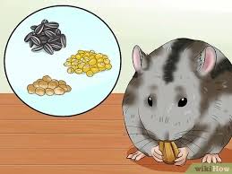 2.4.1 consideration before giving your cat any dry but to keep your cats healthy avoid putting much sugar in cat food. How To Make Your Own Organic Hamster Food 10 Steps