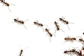 Image result for Why Worker Ants Huddle Close Together With Soldier Ant In Corner Of Plastic Envelope?