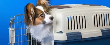 Best Dog Crates 2020