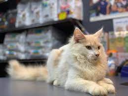 Sunny Rich Cattery Maine Coon Malaysia Home Facebook