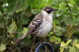 Malaria, for example, is said to be endemic to tropical and subtropical regions. What S The Difference Between Native And Endemic Species
