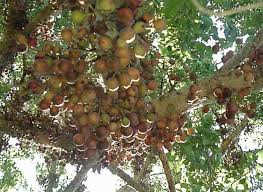 Image result for Ficus sycomorus