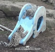 Snow Leopard Gifs Wifflegif It is listed as vulnerable on the iucn red list because the global. snow leopard gifs wifflegif