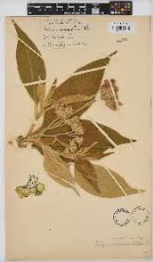 Image result for Amauropelta bergiana