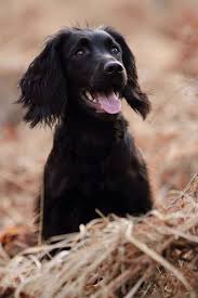 Classic Working Cocker Cocker Spaniel Puppies Cocker Spaniel Dog Dogs