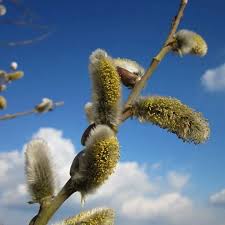 Image result for Goat Willow