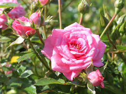 96,765 likes · 96 talking about this · 152 were here. Zwergrose Sugar Baby Finde Deine Neue Rose Online Ratgeber