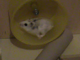 Jeu.info » jeux d'animaux » jeux de hamster » jeu hamster qui vole. Jeux Pour Hamsters Nains Russes Techniques D Elevage