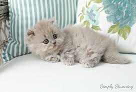 Is done by infusing cfa other color divisions such as. Lilac Persian Kittens Lilac Persian Cats Lilac Persians The Lilac Persian Catsuperior Quality Persian Himalayan Kittens For Sale In A Rainbow Of Colors In Business For 32 Years