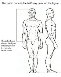 Hands anatomy v by bardil devia on male, human body drawing tag: 7 Figure Drawing Proportions To Know