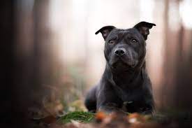 Staffordshire Bull Terrier (Stafford): Characteristics & Care