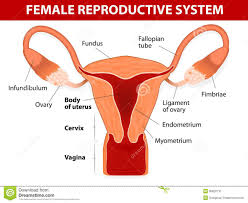 The word labia is latin for lips. Diagram Of Female Parts Koibana Info Reproductive System Female Reproductive System Fibroids