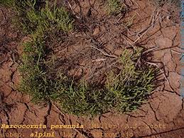 Image result for Sarcocornia natalensis