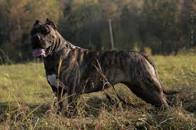 Kuvvetli ve belirgin kas yapısı ile oldukça dikkat çekici, kuvvetli ve bir o kadar da zarif görünüşlüdür. Presa Canario Dog Breeds Dogs War Dogs