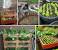U Shaped Raised Garden Bed Plans