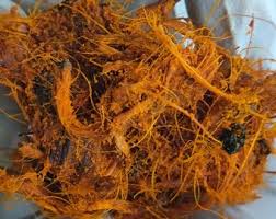 Image result for Afroligusticum