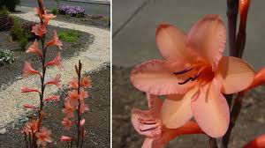 Image result for Watsonia borbonica