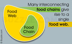 With our money back guarantee, our customers have the right to request and get a refund at any stage of their order in case something goes wrong. What S The Difference Between Food Chain And Food Web Science Struck