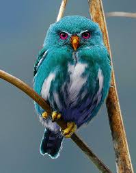 The Correct Name Of This Owl Is Hoax Tealus Photoshopensus At The Moment Seems Rare Unlike The Red Violet And Rainbow Owls Cok Sirin Hayvanlar Vahsi Hayvanlar Ve Hayvanlar