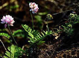 Check spelling or type a new query. Securigera Varia Wikipedia