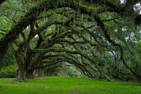 Root Chakra Muladhara Connects Us To The Mother Earth To The Universe Live Oak Trees Tree Forest Beautiful Tree