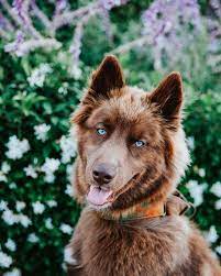 Maybe you would like to learn more about one of these? This Brown Siberian Husky Is One Of The Most Beautiful Dogs On Instagram