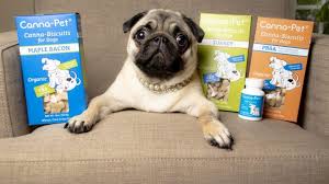 One of the chief complaints from their dog customers leave in their reviews is about the lack of customer support. Canna Pet Philomena The Pug