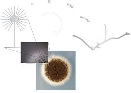 All species of this section have black conidial heads. The Life Cycle Of Aspergillus Niger The Different Stages Of Spore Download Scientific Diagram