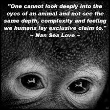 When I Look Into The Eyes Of An Animal I Do Not See An Animal One Cannot Look Deeply Into The Eyes Of An Animal And Not See The Same Depth Complexity And Feeling We Humans Lay Excl Animals Animals Beautiful Animal Quotes