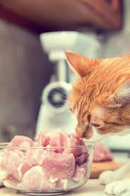 Comment Nourrir Son Chat Naturellement Tout Savoir Alimentation Du Chat Nourriture Chat Nourriture Pour Chat Faite Maison
