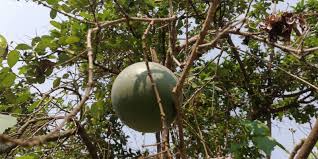 Image result for Strychnos cocculoides