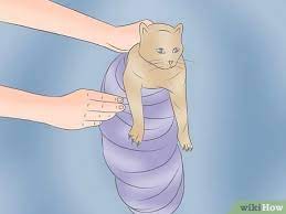How To Wrap A Cat 11 Steps With Pictures Wikihow