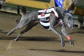 L greyhounds when we aren't allowed volunteers in the kennels 🤔. Wa Raider Vanderworp Brilliant At Bendigo