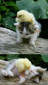 29 Examples Of Animals Helping Their Interspecies Friends Unlikely Animal Friends Animals Friendship Cute Animals