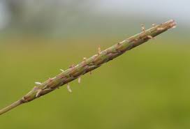 Image result for Ischaemum afrum