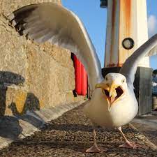 The comics, which nbc refers to as graphic novels, were made available on their official website each tuesday as part of the heroes evolutions experience, starting with monsters whose release coincided with the first episode of the show. Seagull Rage Why Humans And Birds Are At War In Britain Birds The Guardian