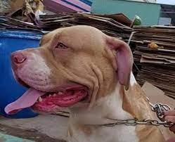 Chồng dùng thắt lưng quật vợ nhập viện 18 giờ trước. Drbgwfwurz022m
