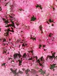 Image result for Tetragonia calycina