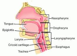 Full Size Picture Pharynx Jpg Anatomy And Physiology Medical Anatomy Medical Dictionary
