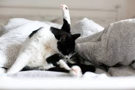 The most common symptoms are vomiting and abnormal stool, but viruses, parasites, bacterial infections, and exposure to toxins can cause these symptoms as well. Understanding Anal Gland Disease In Cats Medicanimal Com