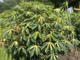 Image result for Manihot esculenta